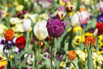 Hübsche Lila Tulpe mit anderen Tulpen in anderen Farben rundherum