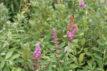 ferns on forest floor