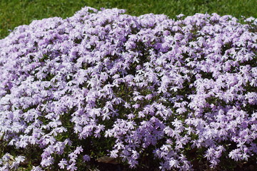Obraz premium Wunderschöne lila violette farbige Veilchen in der Natur auf einer Wiese