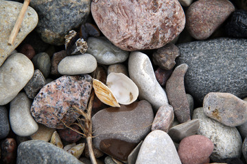 Pebble and shells on the beach