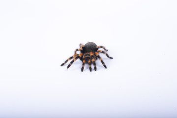 big spider tarantula, white background, brachypelma smithi