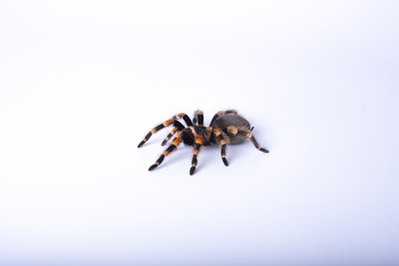 big spider tarantula, white background, brachypelma smithi