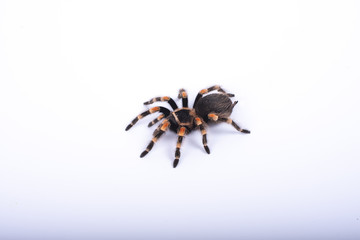 big spider tarantula, white background, brachypelma smithi