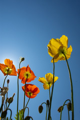 Fleurs jaunes et orange de Pavot d'Islande (Papaver Nudicaule), dans le soleil de printemps, ciel bleu. Espace pour texte