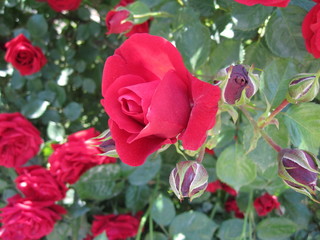 red rose in garden