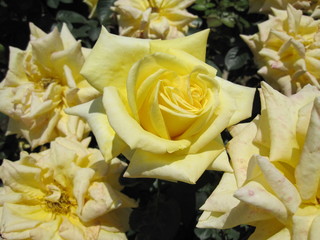 bouquet of yellow roses