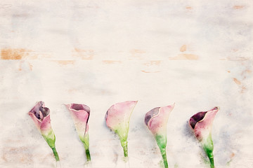 purple calla lilies on white wooden background