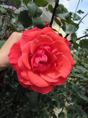 red rose in garden
