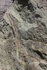 ancient fossils in rock