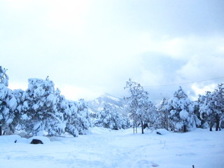 winter mountain landscape with trees and snow