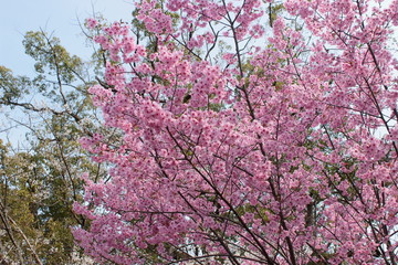 陽光桜