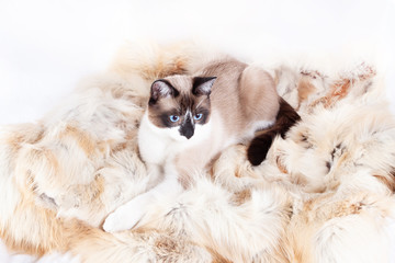 Siamese ( thai ) cat sitting on a fur rug for pets, isolated on the white background