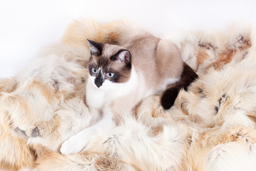 Siamese ( thai ) cat sitting on a fur rug for pets, isolated on the white background