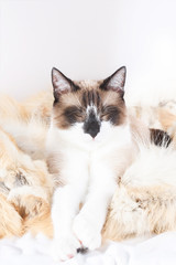 Siamese ( thai ) cat sitting on a fur rug for pets, isolated on the white background
