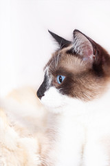 Siamese ( thai ) cat sitting on a fur rug for pets, isolated on the white background
