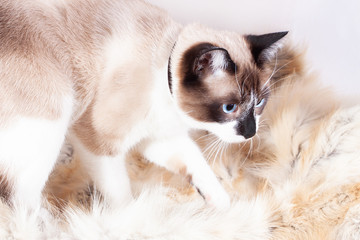 Siamese ( thai ) cat sitting on a fur rug for pets, isolated on the white background