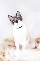 Siamese ( thai ) cat sitting on a fur rug for pets, isolated on the white background