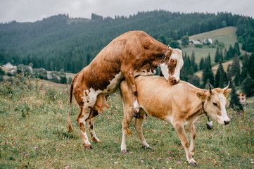 Two funny spotted cows playing sex games on pasture in highland  in summer day. Cattle mating on field with beautiful landscape view at mountains and forest on background.  Animal mating habits.