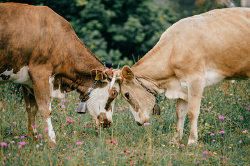 Two funny spotted cows butting heads on pasture with flowers in summer day. Playful cattle...