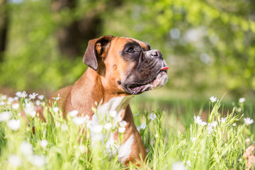 Boxerhündin