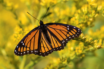 Monarch Butterfly with Wings Spread