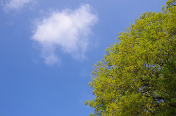 春の青空と新緑