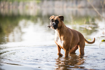 Hunderasse Rassehund Boxerhündin im Park im Wasser baden und spielen