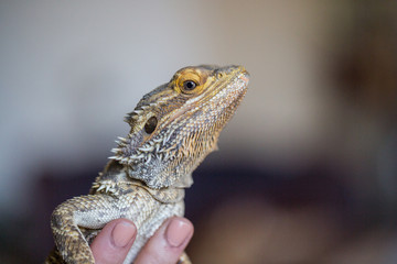 Reptil