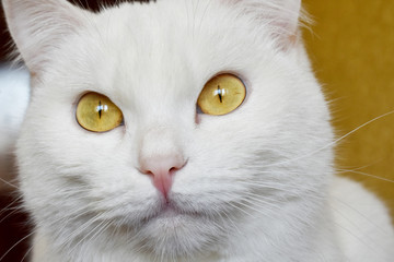 Cute white cat with yellow eyes. Close up