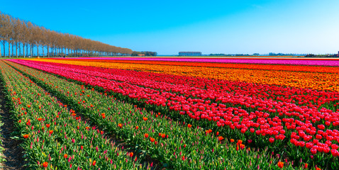 Tulpenblüte Holland