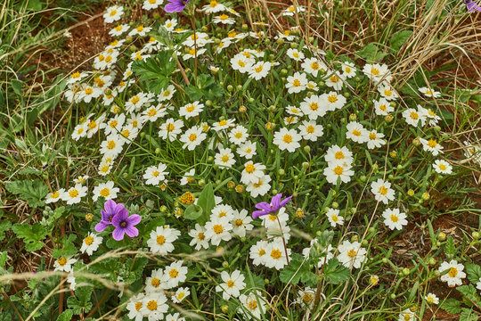 White Blackfoot daisy, Texas Wildflower mixed with Texas Stork's Bill
