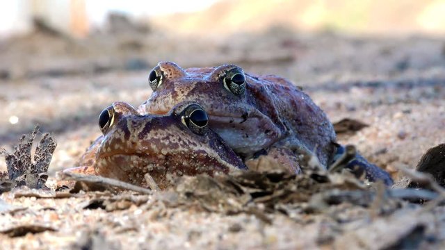 Pairing toads close. Sexual life of animals in the natural environment. 