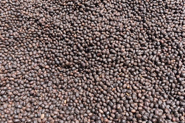 Coffee beans drying in the sun on a coffee plantation