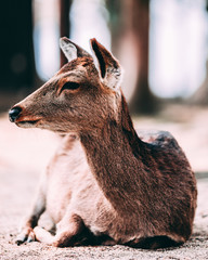 Wild Deer at Miyajima Island in Hiroshima, Japan