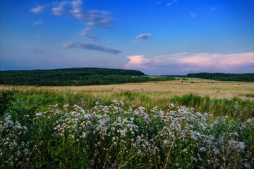 Evening landscape meadow against the backdrop of the forest at sunset.