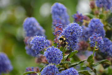 Bumble Bee on a Wild Lilac Flower Blossom with a Green Background.