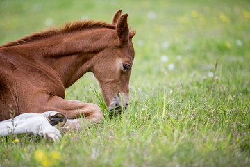 Warmblutfohlen