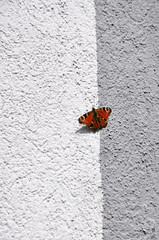 Fototapeta na wymiar Aglais io butterfly on the wall