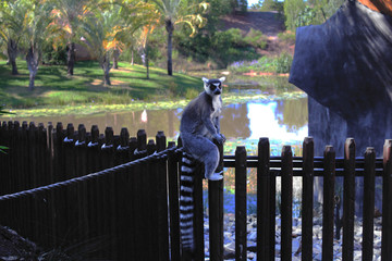Sitzender Lemur
