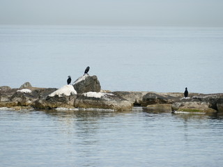 Uccelli cormorano sugli scogli in mezzo al mare calmo