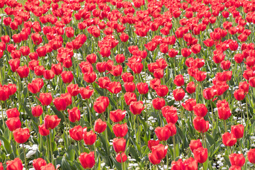Field of red tulip flowers in spring
