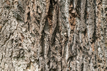 Tree Bark Texture