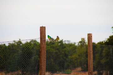 Vögel auf Zaun