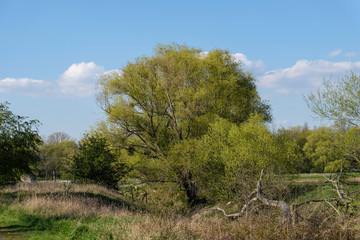 tree in the field
