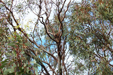 Koala Im Baum