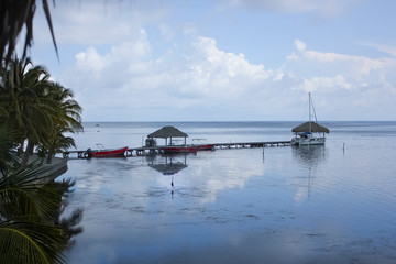 heron on caribbean reef