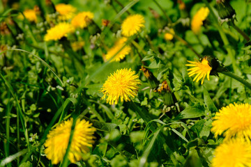 Dandelions in the green grass