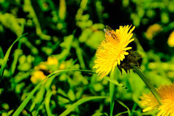 Bee and dandelions in the green grass
