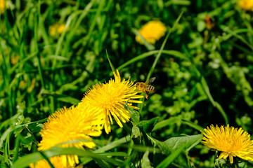Bee and dandelions in the green grass