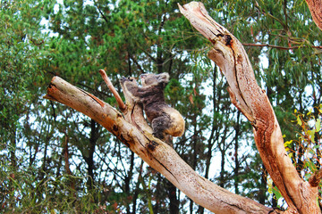 Streckender Koala